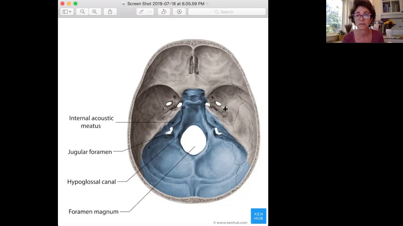 Vagus nerve and jugular foramen YouTube