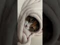 もうふにくるまる猫 Shorts