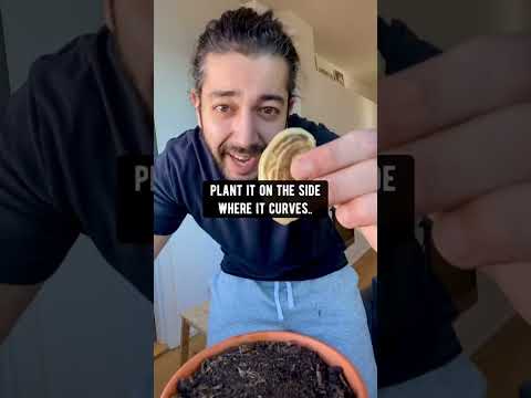 Video: Dyrkning af mango derhjemme: beskrivelse med foto, udseende, blomstringsperiode, frugter, nyttige egenskaber, anvendelse, tips og regler for reproduktion og pleje