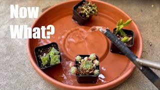 How To Care For Succulents That Arrived In The Mail