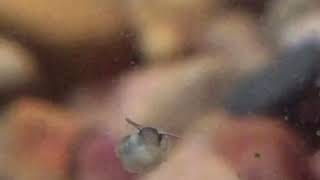 Bladder/pond snail hatching