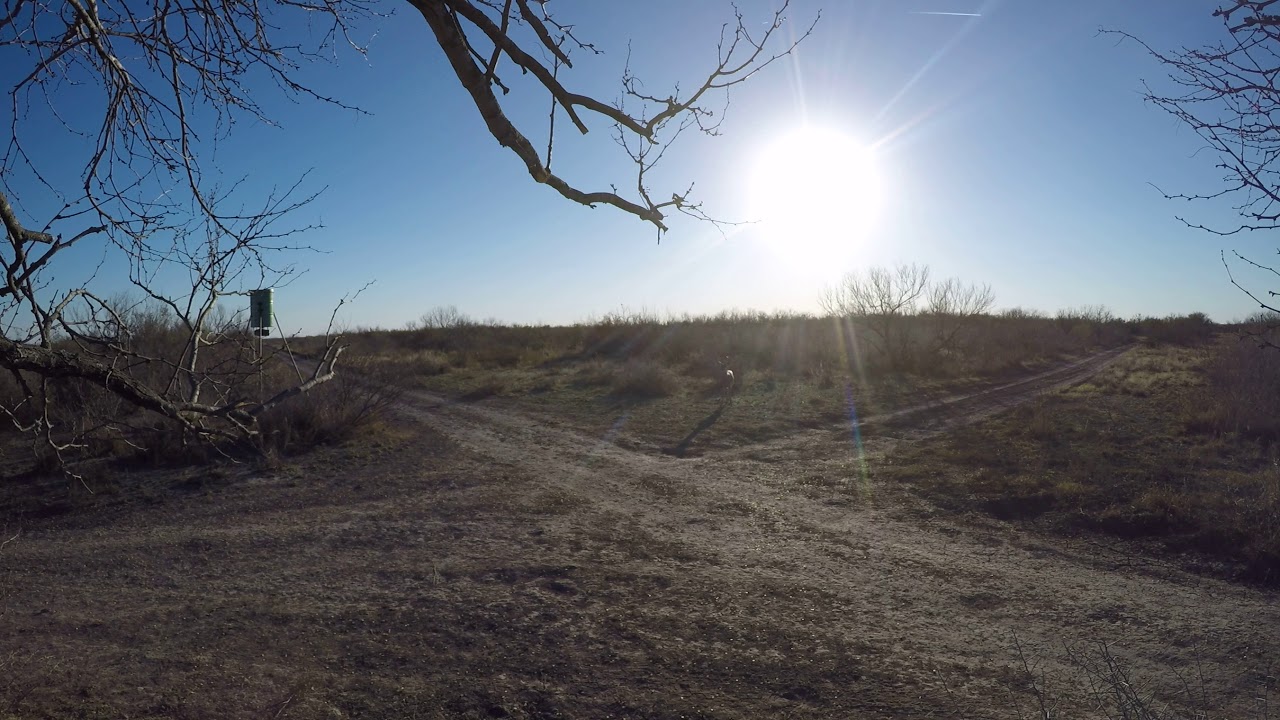Jan2018 7pt Buck at First Point Bow Hunting Ranch South Texas YouTube