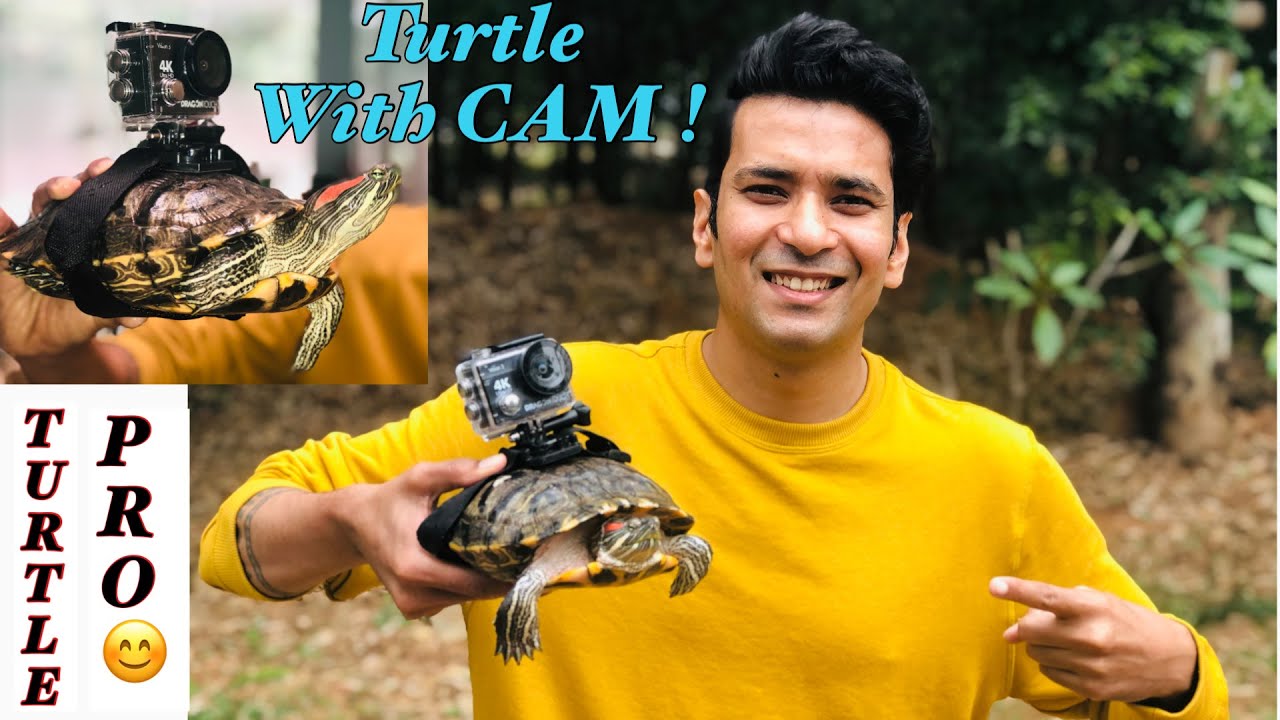 Turtle Gopro Turtle with GoPRO 2021 | Turtle Pond | KOI POND | Turtle & Koi Pond In ...