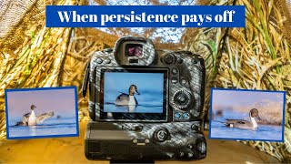 Photographing Northern Pintails & other Waterfowl in my DIY floating blind. Persistence & goals