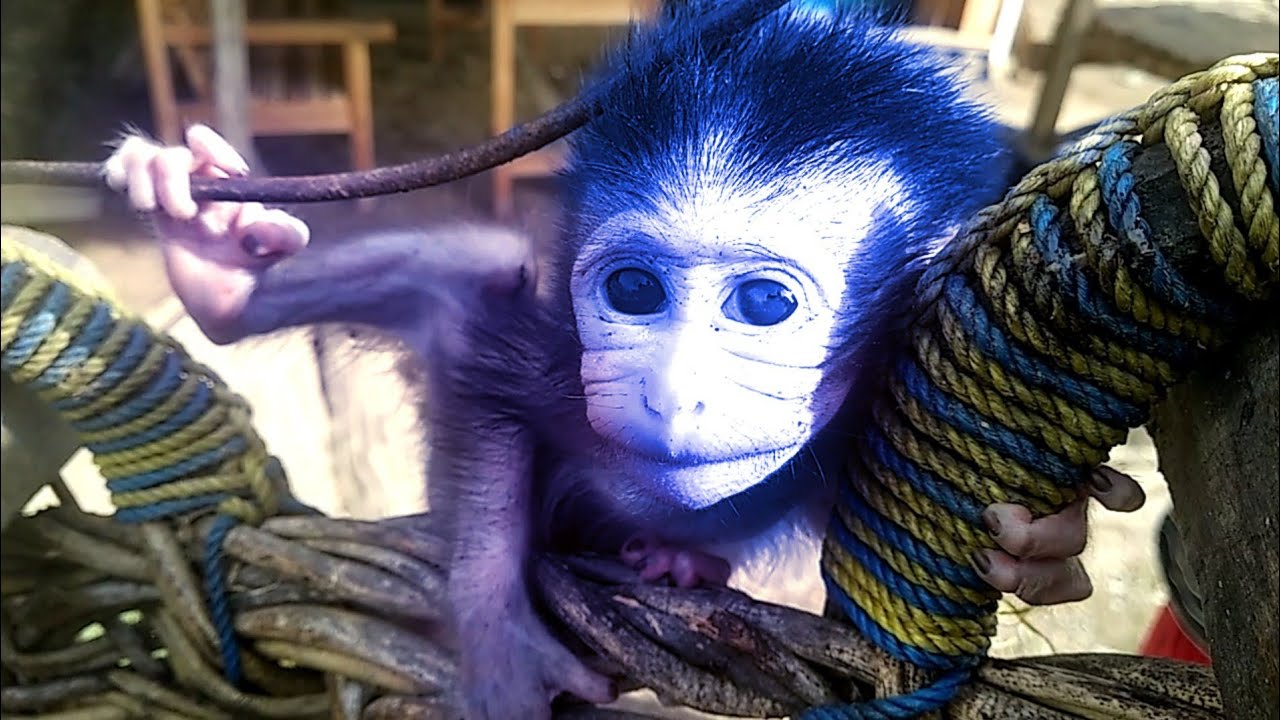 MAKHLUK ALIEN DI TEMUKAN DI PEDALAMAN SUMATRA.