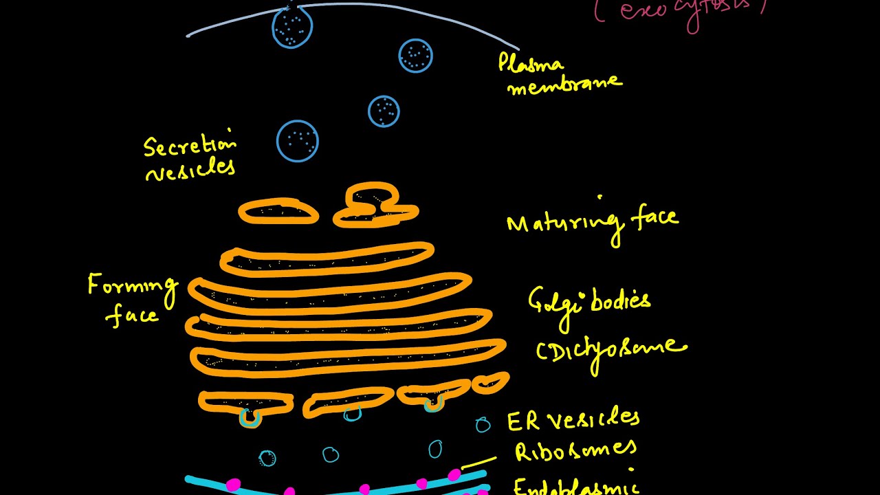 Endomembrane system_Endoplasmic reticulum,Golgi bodies,Vacuoles,Lysosomes