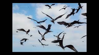 The Whippoorwill Dance