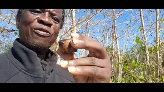 Episode:1 🌳 The Species:  Tropical Almond  l want the prize  before  you May 4,2026