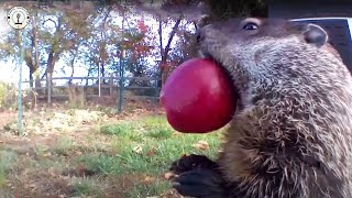 Groundhog Caught Destroying Guy's Garden, Then It Became Garden's Owner