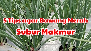 5 Cara Agar Tanaman Bawang Merah Tumbuh Subur Dan Makmur