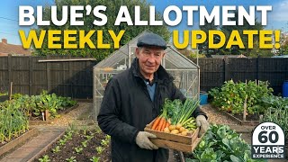 Blue's Allotment - Don't Fall Behind! Essential March Allotment Tasks 🥔🥬🌰 🫜