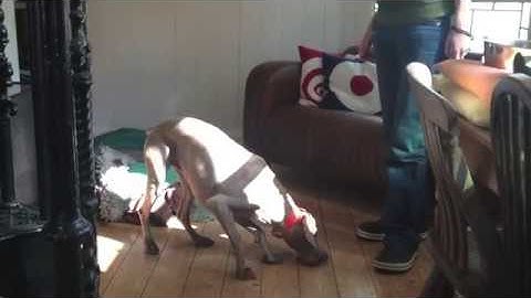 Clicker Retrieve 8 Generalisation