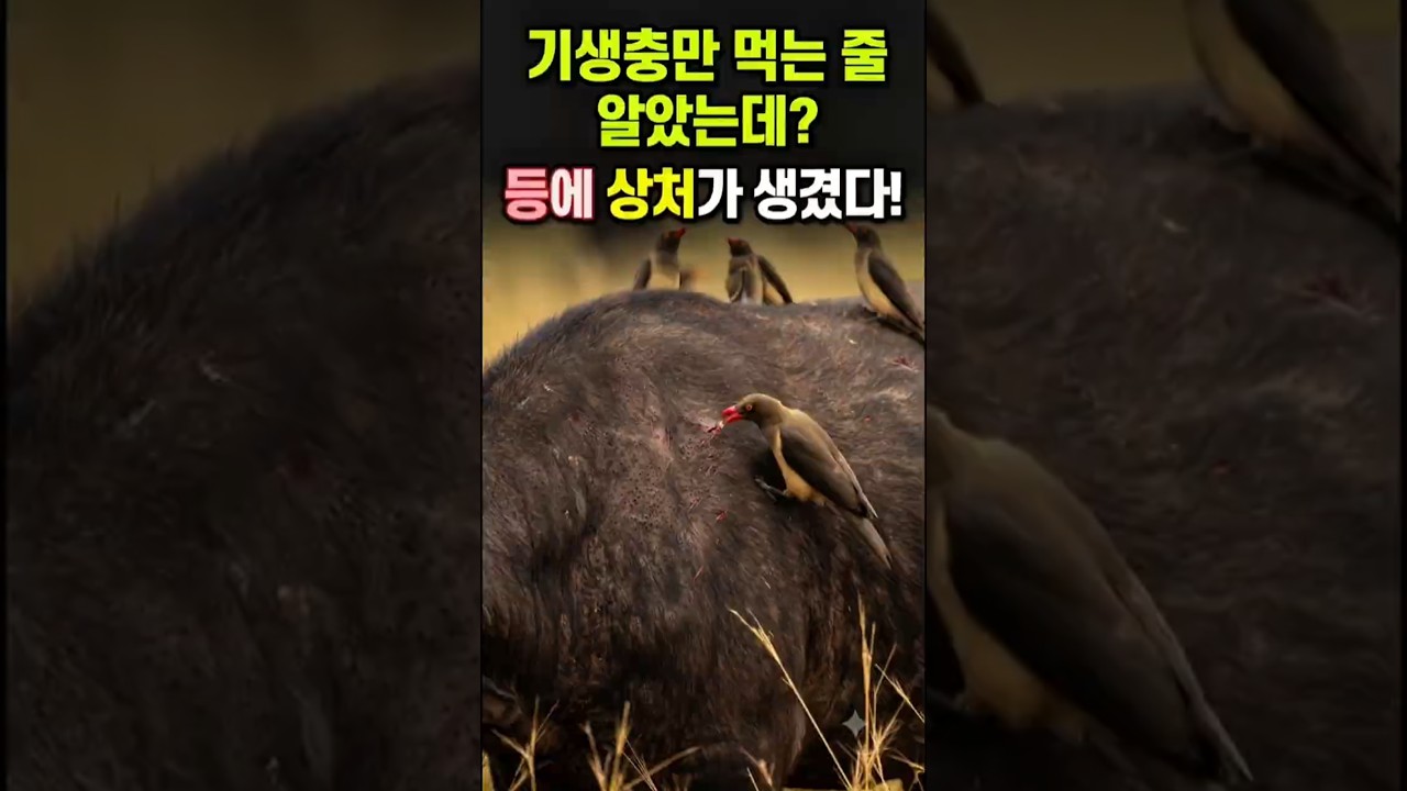 기생충 잡아먹는 새들… 그런데 버팔로의 등이 어찌됐을까?