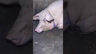 Blessings  #foryou  #babypig  #peg