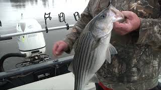 Lake Murray Stripers Danny Kimble