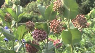 Minnesota Native Plant - Common Milkweed (Asclepias Syriaca) The Southwest S Rarest Milkweed