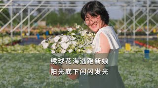 【海媽植物推薦39】繡球花海逃跑新娘，陽光底下閃閃發光 | Hydrangea Runaway Bride Hydrangea Runaway Bride