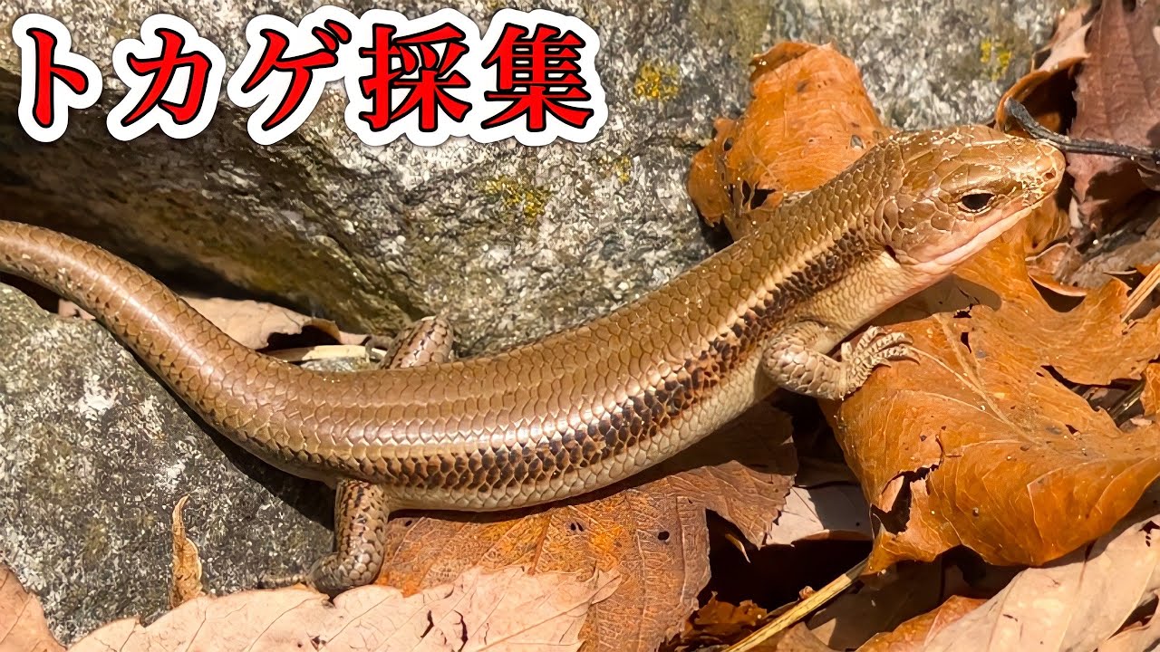 [Lizard Collecting] Search for lizards that have woken up from hibernation!
