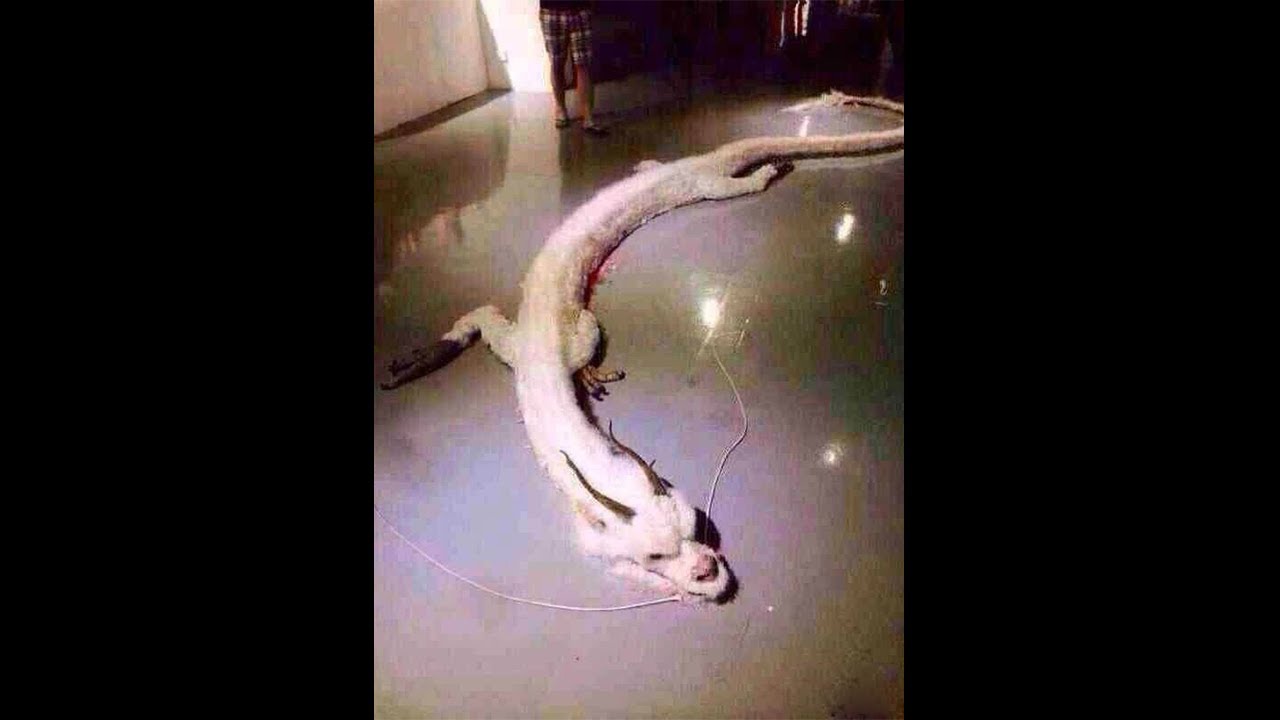 5 VRAIS DRAGONS CAPTURÉS EN VIDÉOS !! (Filmés en direct) YouTube