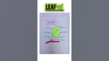 Parts of a leaf diagram || Stem-and-Leaf Diagram || Parts of a Leaf #shorts #shortsfeed #ytshorts