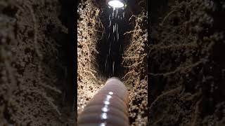 Earthworm POV: Underground Life Like Never Seen Before ||#shorts #shortsfeed #viralshorts #Earthworm