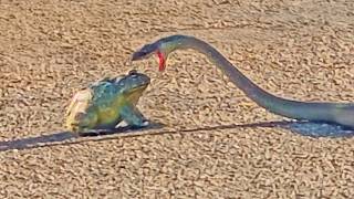 Famous Huge Bullfrog Refuses to Become Meal for Snake in Big Battle Wealth
