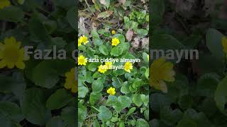 Fazla Çiddiye Almayın Bu Hayatı Isözler Şfet Şfetbeniöneçıkar