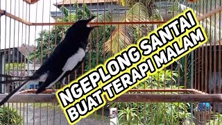 ngeplong santai cocok buat terapi malam agar kacer bahan cepat bunyidan selalu gacor