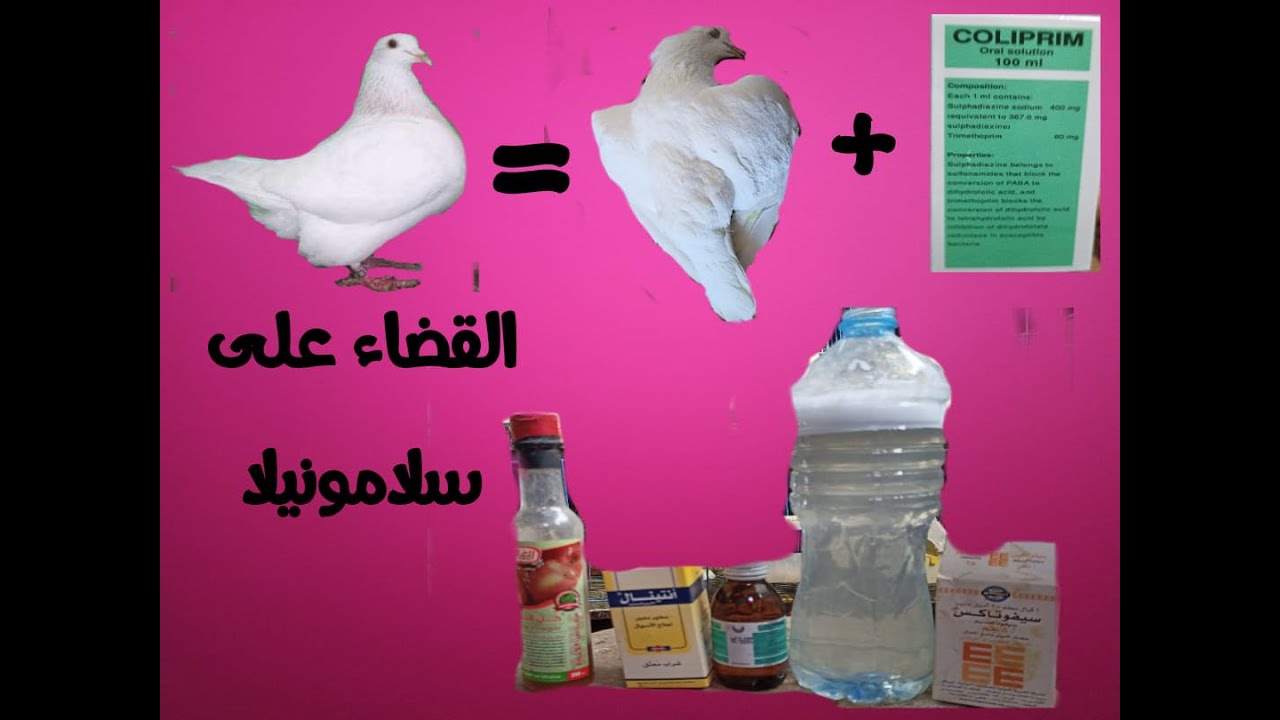 اسرع وااقوا علاج السلامونيلا COLI_PRIM#