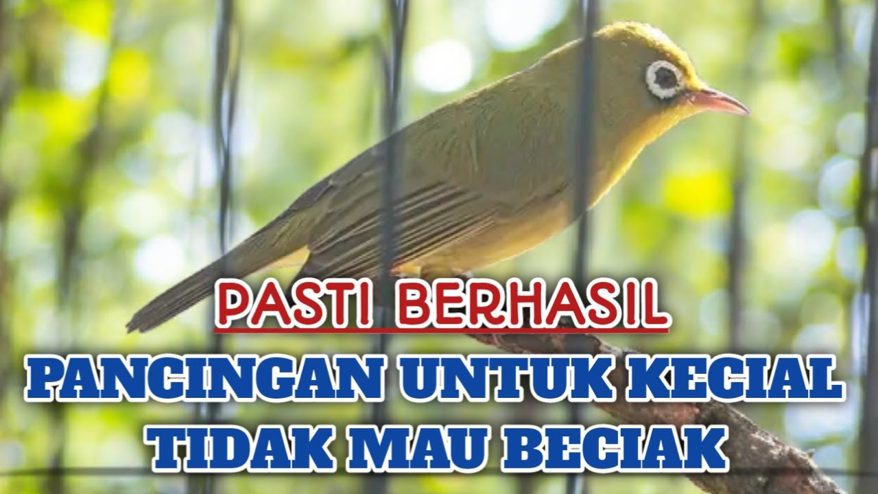 PASTI BERHASIL PANCINGAN CIAK CIAK KECIAL KUNING TIDAK MAU BECIAK ‼️CIAK CIAK JOSS SURA AMBARAN