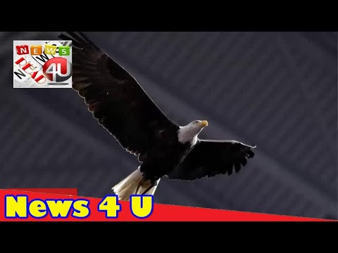 Huge bald eagle lands on US football fans