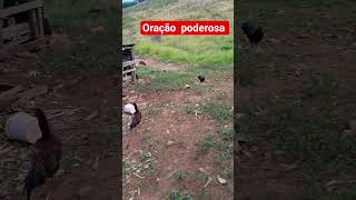 #oraçãopodersa #deustemumapalavrapravoce #reflexão #meudiaadia #vidanaroça #sitio