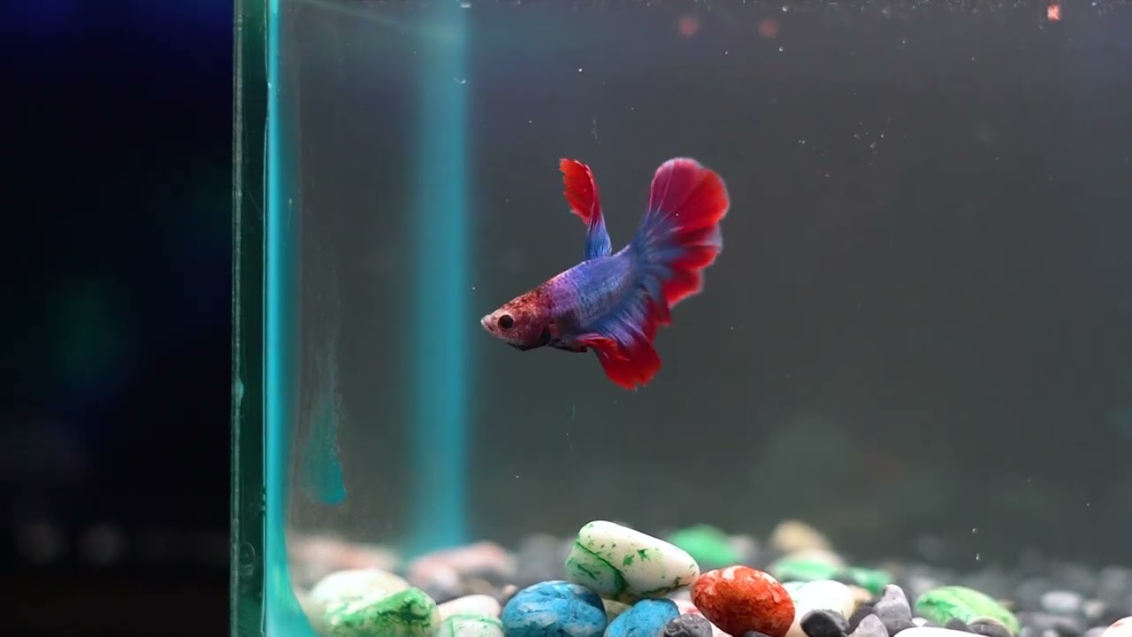 Beautiful Betta 