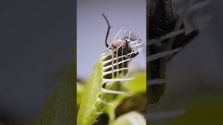 Faster than a Blink ⌚ ⭐ (Venus Flytrap) || VSRC || Short Science Video