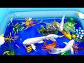 Un-boxing a variety of colorful aquarium fish,koi,glow-in-the-dark fish,betta fish#viralvideos