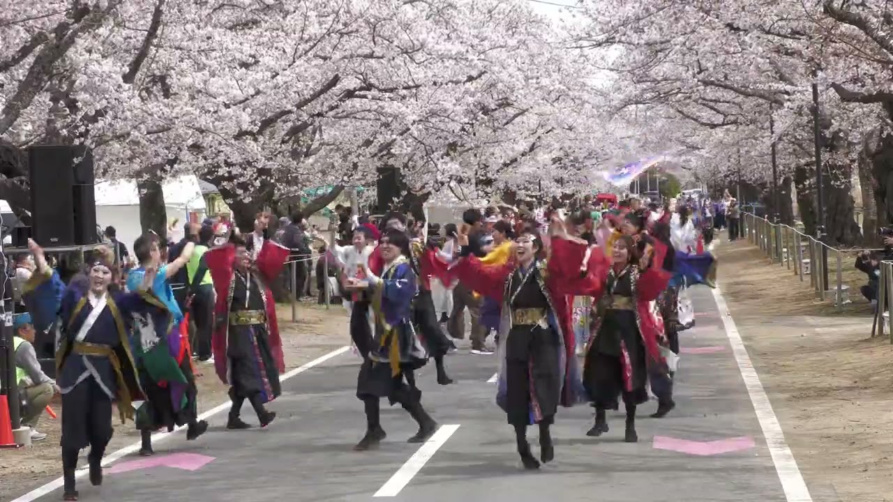 総踊り「どっこいしょ」｜富岡町夜の森桜まつり2026 さくらYOSAKOI
