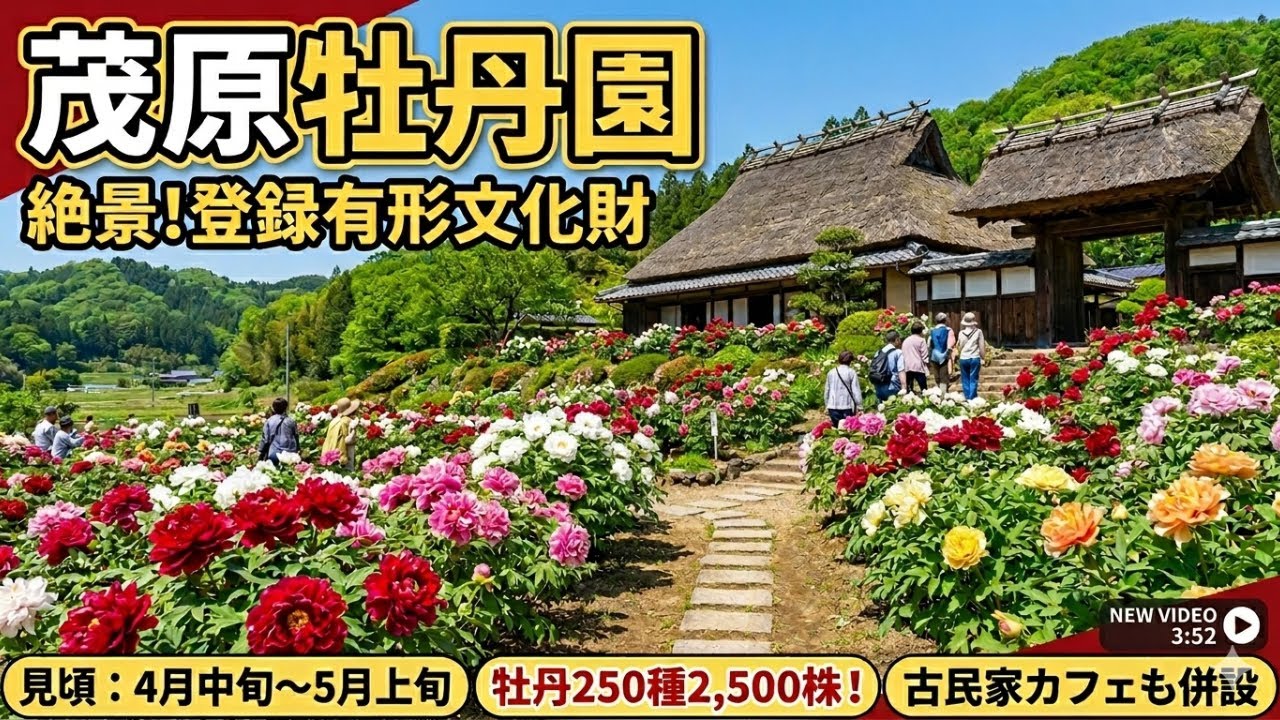 園木華堂牡丹 茂原牡丹園 - YouTube