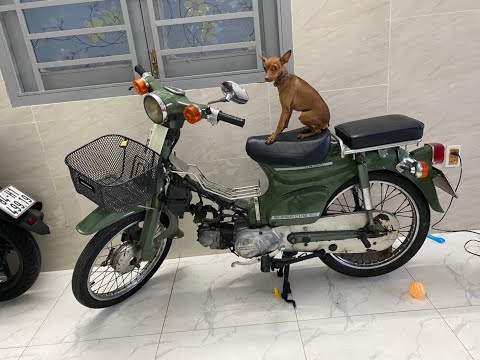 Video Chó phốc hươu và Honda Cub 81 - youtube