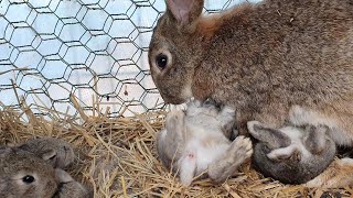 성질 사나운 어미토끼(rabbit)가 아기토끼 7마리를 젖을 잘 먹여서 우량아로 잘 키우고 있습니다.