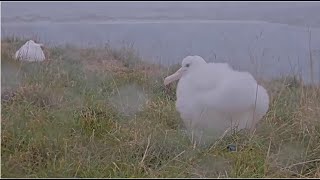 Royal Albatross ~ TF Is On The Move! Leaves Nest To Garden &amp; Almost Travels Out Of Cam View 🌿 5.1.24