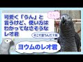 【ヨウムのレオ君】可愛く「うん」と言うけど、使い方はわかってなさそうなレオ君
