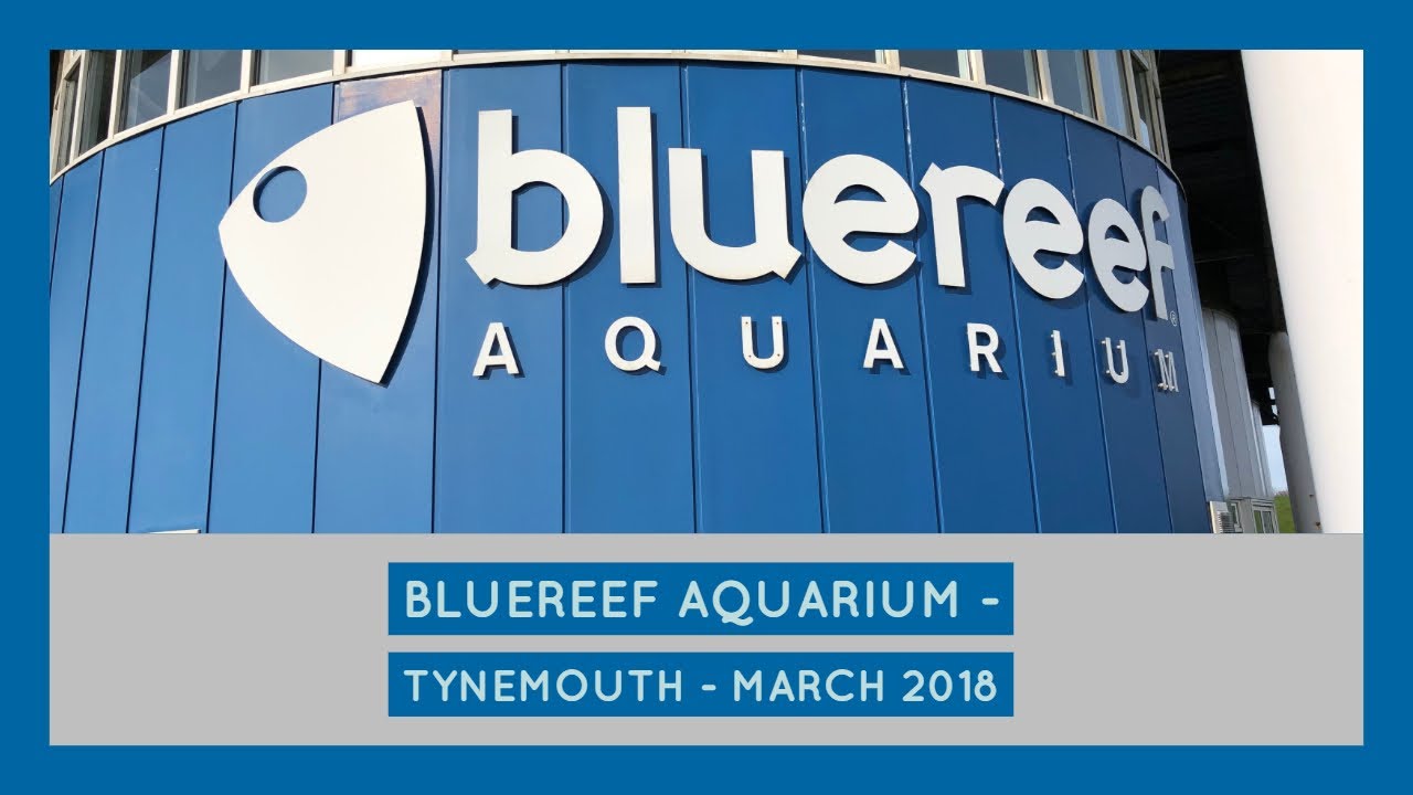 Blue Reef Aquarium Tynemouth March 2019 YouTube