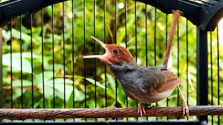 Suara Prenjak Tamu Jantan Gacor - Pancingan Ampuh Bikin Burung Prenjak & CIBLEK Bahan Cepat Bunyi