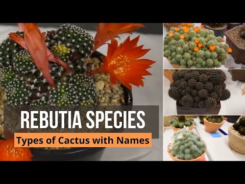 Video: Rebutia Ist Winzig