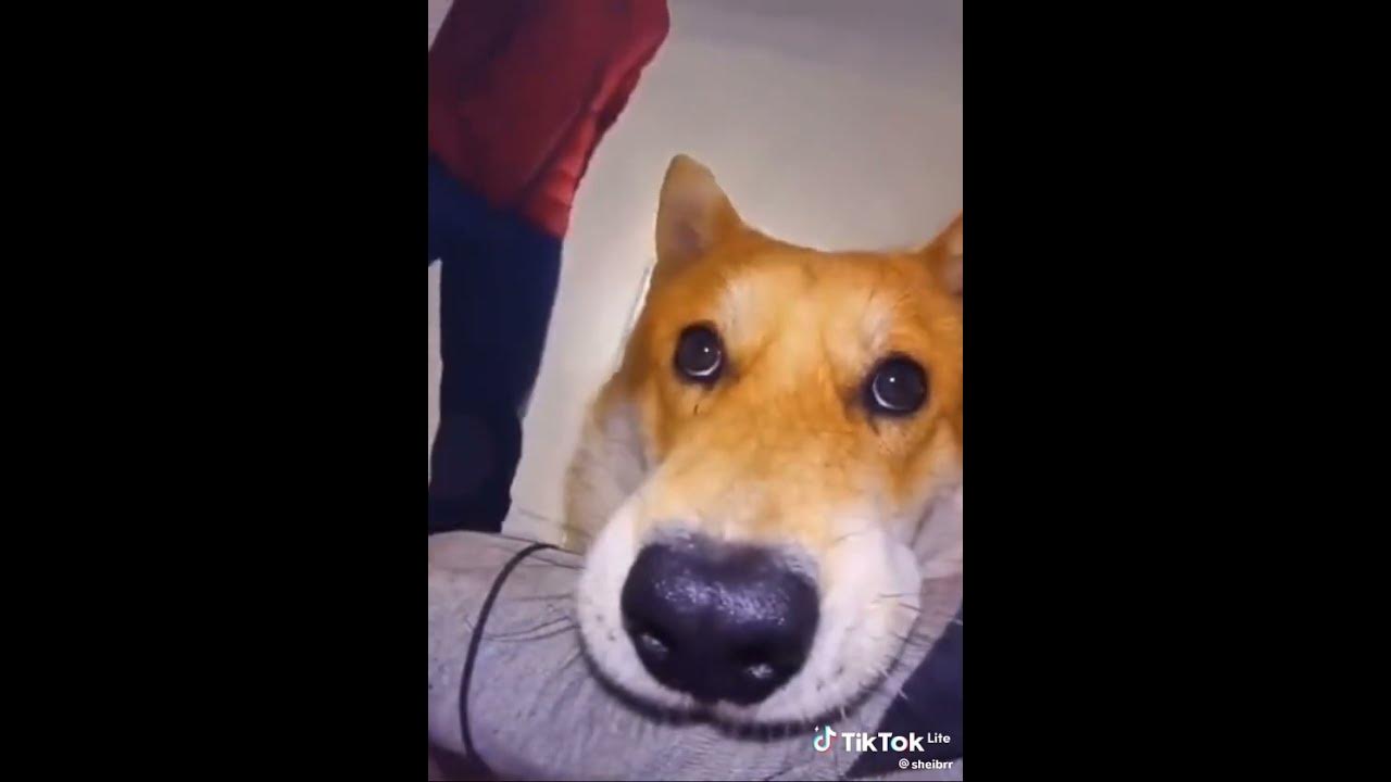 собака из мема 😏 - YouTube