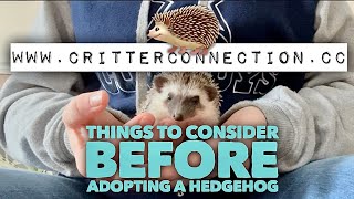Things you should consider before adopting a hedgehog