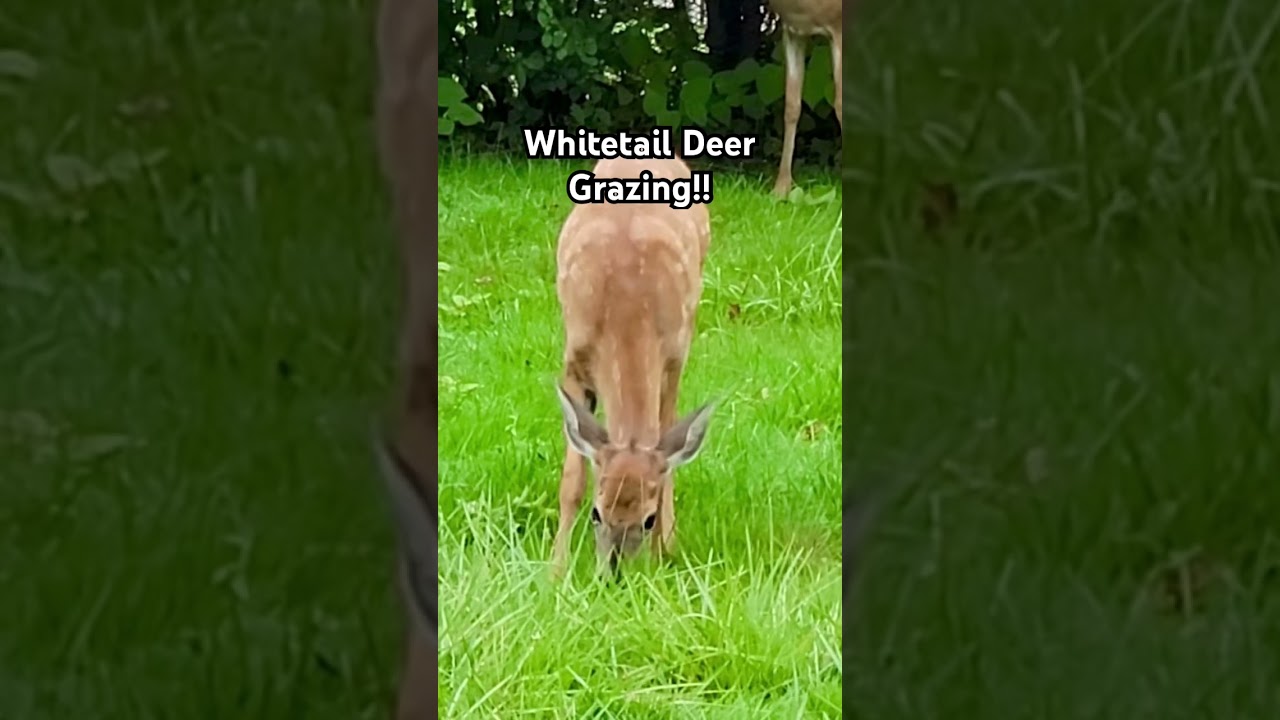 Whitetail Deer Grazing Grass and Shrubs! #deer #wildanimals #deerseason