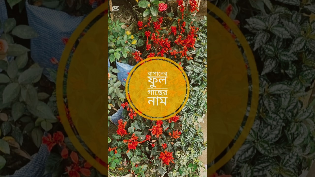 A Blooming Paradise: A Peek into This Beautiful Home Nursery!