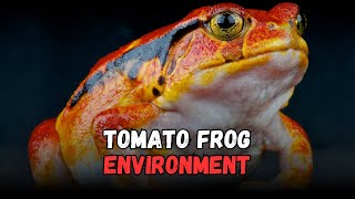 Tomato Frog Habitat Setup: Cost, Diet & Complete Beginner Living Environment Guide