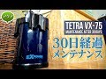 １ヶ月分の汚れ！外部フィルターメンテナンス Tetra VX-75 #アクアリウム